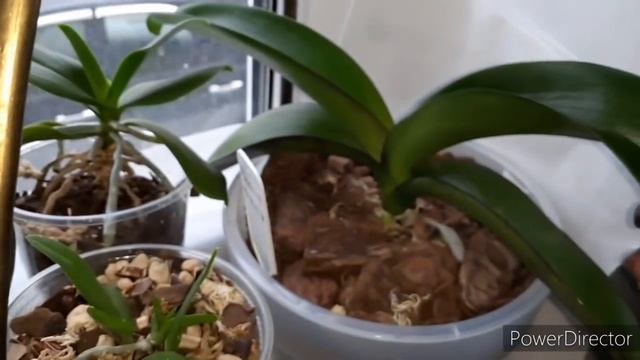 Обзор моих ОРХИДЕЙ/ЗАЦВЕТАЕТ КРАСОТА/ЧТО НОВОГО/ЦВЕТОНОСЫ ЛЕЗУТ ОТОВСЮДУ/ЖДУН включен 31.10.2020 г смотреть онлайн