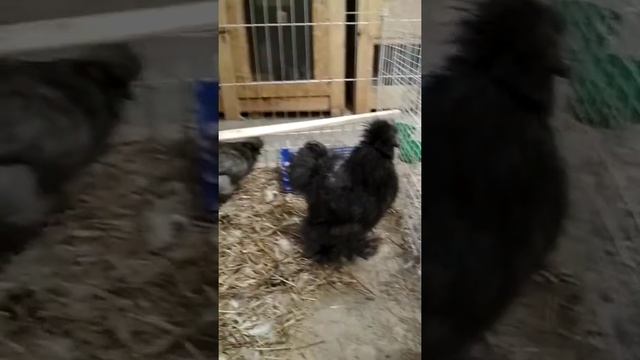 Шелковые куры,голубой графит смотреть онлайн