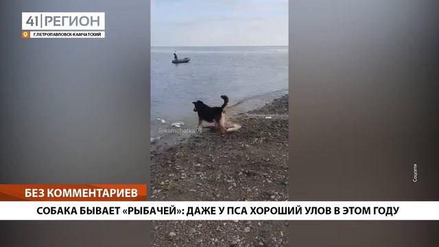 СОБАКА БЫВАЕТ «РЫБАЧЕЙ»: ДАЖЕ У ПСА ХОРОШИЙ УЛОВ В ЭТОМ ГОДУ• БЕЗ КОММЕНТАРИЕВ смотреть онлайн