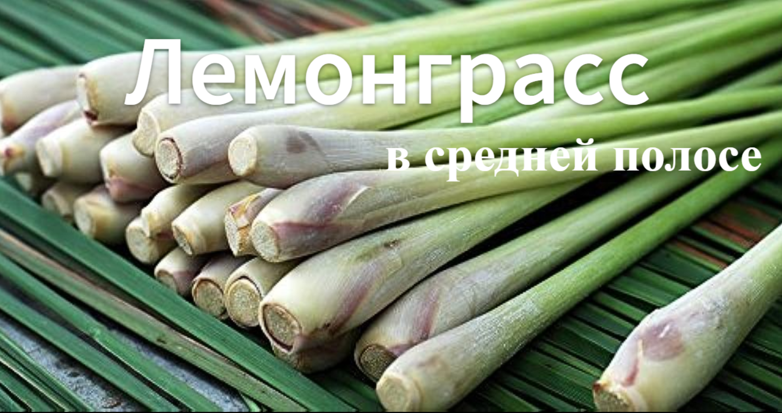 Как вырастить лемонграсс. Как растет лемонграсс в открытом грунте. смотреть онлайн