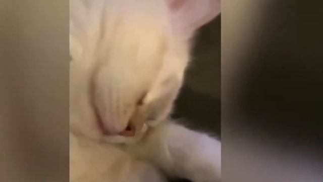 Говорящие коты 2023! Funny cats! смотреть онлайн