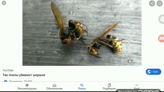 все секреты пчелы осы и шерстня смотреть онлайн
