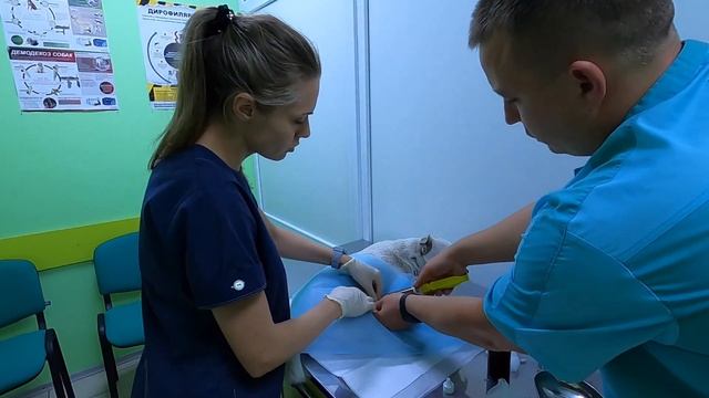 Как открыть ветеринарную клинику? VetExpert. Полтава. #ветеринарполтава смотреть онлайн