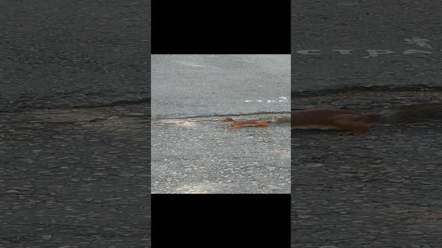 Бесстрашная белка в Дендрарии Сочи смотреть онлайн