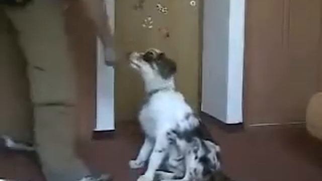Обучение Щенка. Кликкер. 4 урок (сидеть) смотреть онлайн