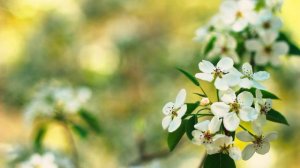 Цветы ранней весны | Футажи красивая природа [FullHD]