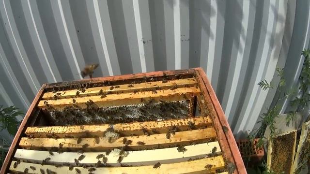 Чудеса пчеловодства смотреть онлайн