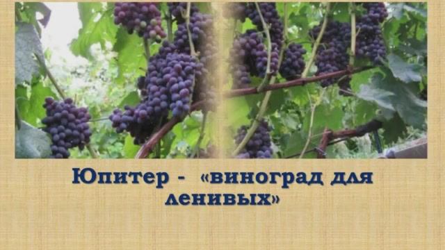 Юпитер -  виноград.