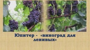 Юпитер -  виноград.