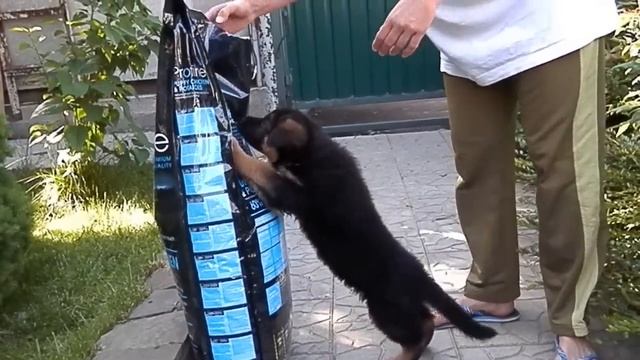 ЩЕНОК просит ЕДУ. Puppy is hungry. Одесса. смотреть онлайн