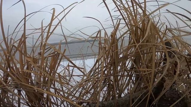 ОХОТА НА СЕВЕРНУЮ УТКУ. новое место/ТАКОЙ УТКИ ВЫ НЕ ВИДЕЛИ . смотреть онлайн