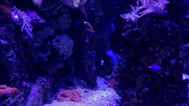 Deep Blue Sea AQUARIUM 4K Underwater Sounds NO Music NO Ads - 8 Hours of Underwater Ambience смотреть онлайн