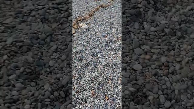 Моя миграция. часть 1. Выход к морю в первый день смотреть онлайн