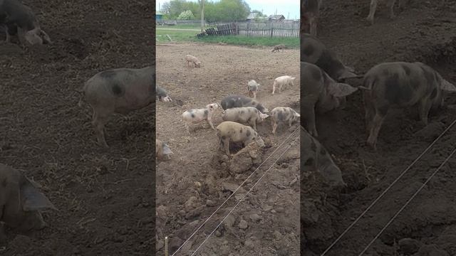 поросята и электропастух смотреть онлайн