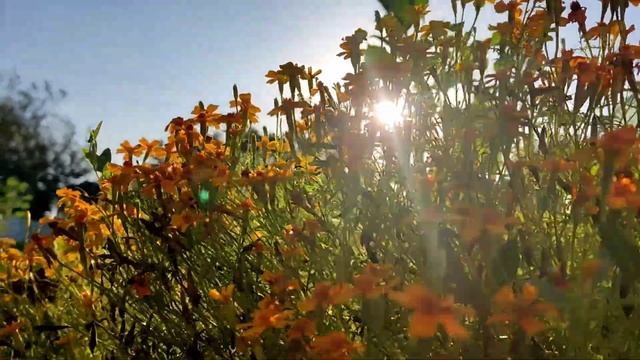 Польза бархатцев в огороде... смотреть онлайн