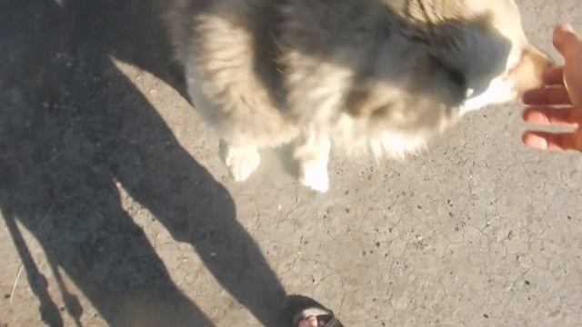 К нам пришел подраненный галчонок Кот против! смотреть онлайн