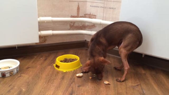 Максик и сухарик2 смотреть онлайн