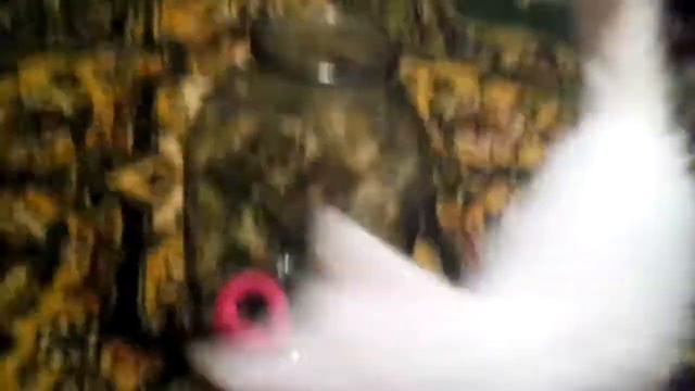 Кошка залезла В БУТЫЛЁК! РЖАЧНОЕ ВИДЕО смотреть онлайн