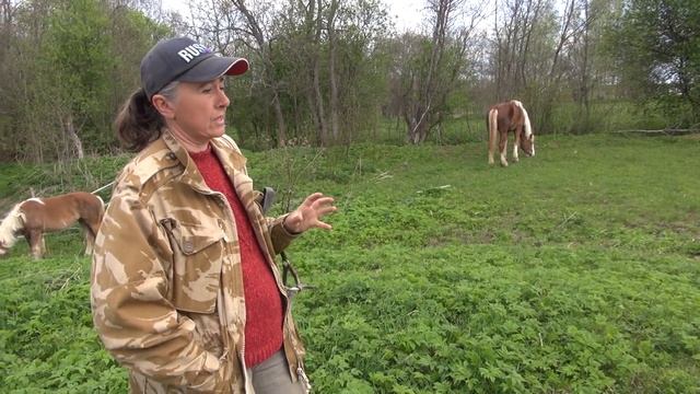 Тяжеловозы. Отличие от верховых лошадей. смотреть онлайн