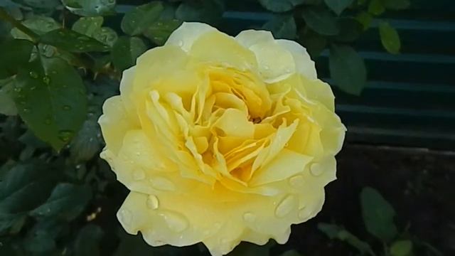 Роза Toulouse-Lautrec смотреть онлайн