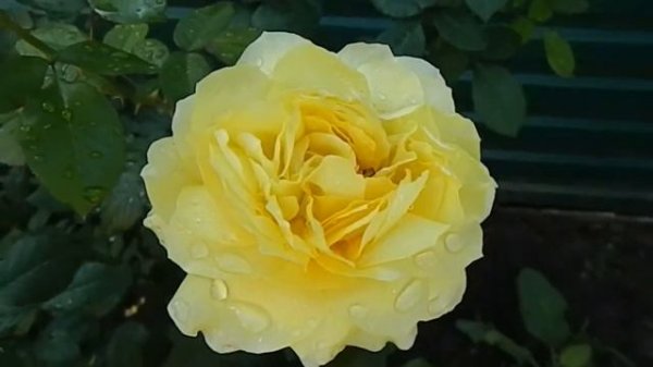 Роза Toulouse-Lautrec