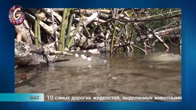 Самые Дорогие и Редкие Жидкостей, Выделяемые Животными смотреть онлайн