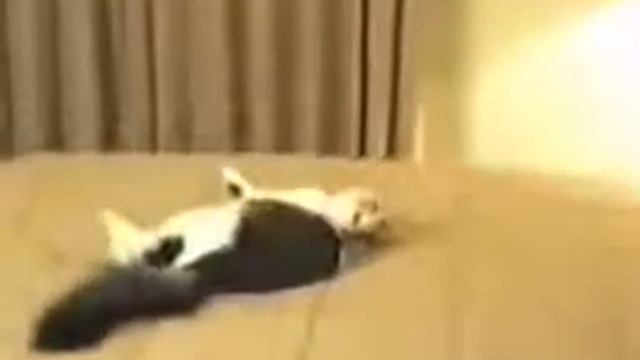 Кошка с разбега врезалась в стенку смотреть онлайн