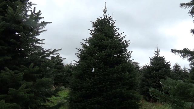 Пихта Нордмана (срубленная новогодняя пихта)  16796