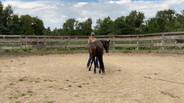 VTRC In-Hand Trail At Liberty 101