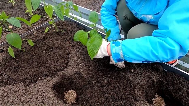 Дача в Подмосковье в мае. Высаживаю перец Севилья, Лимонное Чудо , Стенли и Биг Гёрл. смотреть онлайн