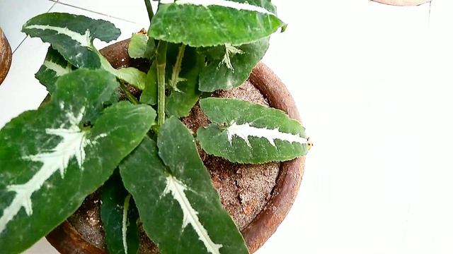 Syngonium wendlandii যত্ন, পোকামাকড় ও রোগবালাই দমন | Insect & Disease management.Indoor plants car смотреть онлайн
