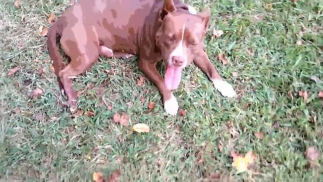Red nose pitbull 6 years old смотреть онлайн