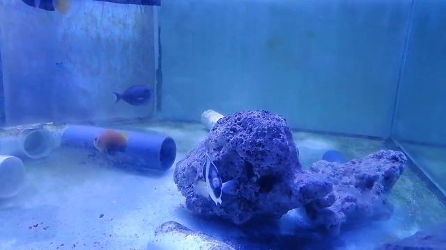 Море рыбки кораллы смотреть онлайн