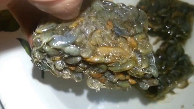 Кормление рыб, Заморозка гаммаруса. смотреть онлайн