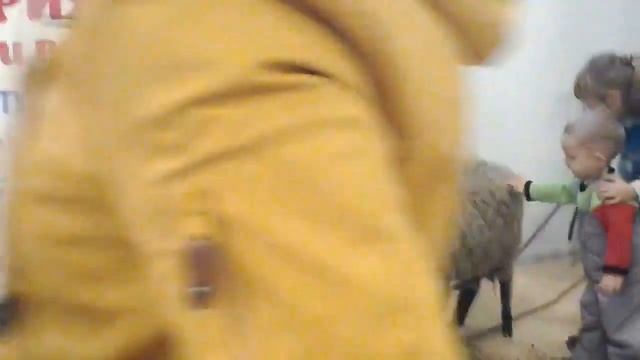 8(965)380-13-11. Домашний зоопарк в Москве | Коза и овца смотреть онлайн