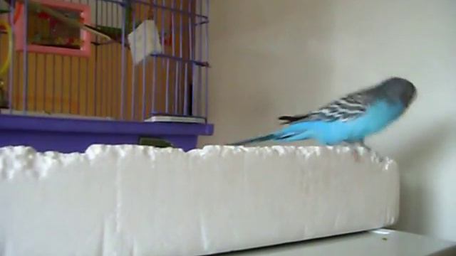 Дай поцелую, любимочка