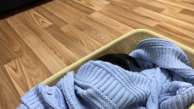Щенок Немецкой овчарки в 10 дней - German Shepherd puppy at 10 days old смотреть онлайн