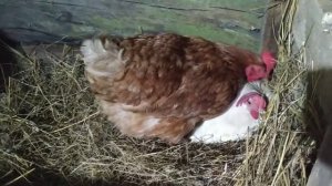 КУРЫ. Как несëтся кура. Появление яйца на свет/Дом в Сибири