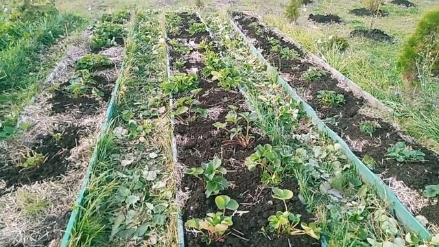 Подготовка земляники к зимовке, последние обработки в этом году // Ягодная Империя Анастасии смотреть онлайн