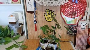 Обрезка Инжира весной