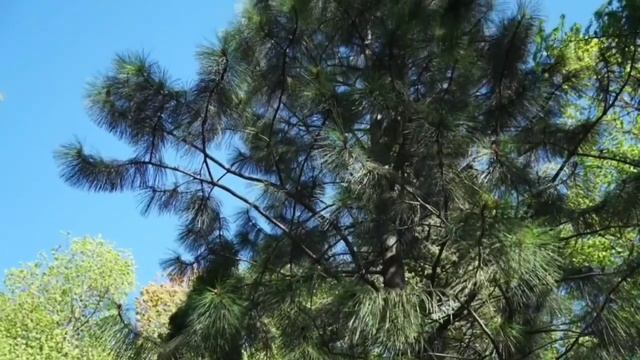 Сосна желтая - дерево с удивительной хвоей смотреть онлайн