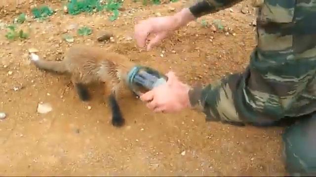 Умное животное смотреть онлайн