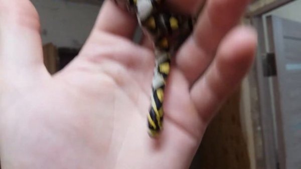 Мандариновый полоз (Elaphe mandarina)