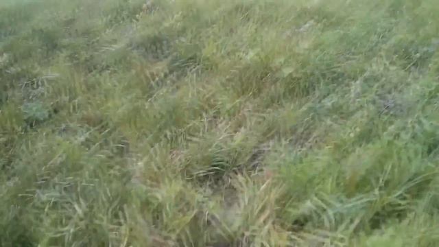 Поиски на хуторах!Серебро) смотреть онлайн