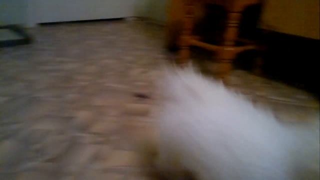 Бишон Фризе собака смотреть онлайн