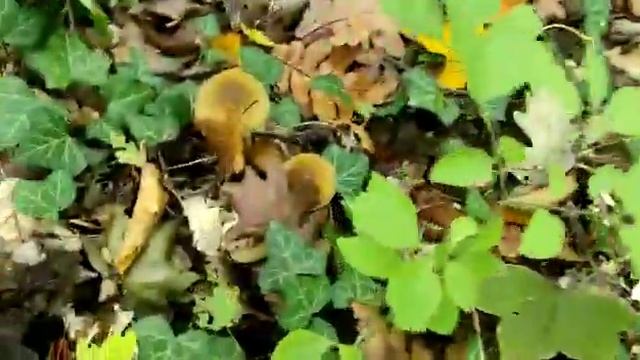 Медовые опята... смотреть онлайн