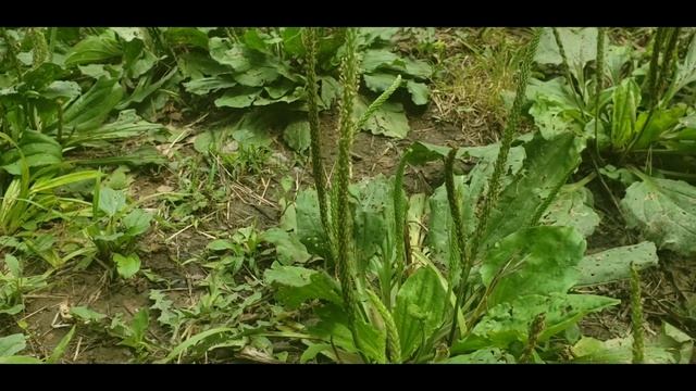 Plantain Plantago major.