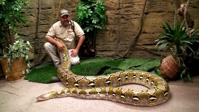 Biggest Python in "YouTubeland"? смотреть онлайн