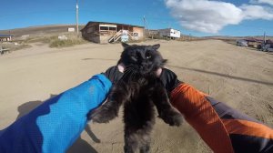 Это видео не про кота :)