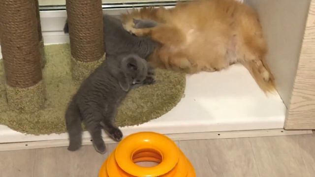 Любовь собаки к котятам смотреть онлайн